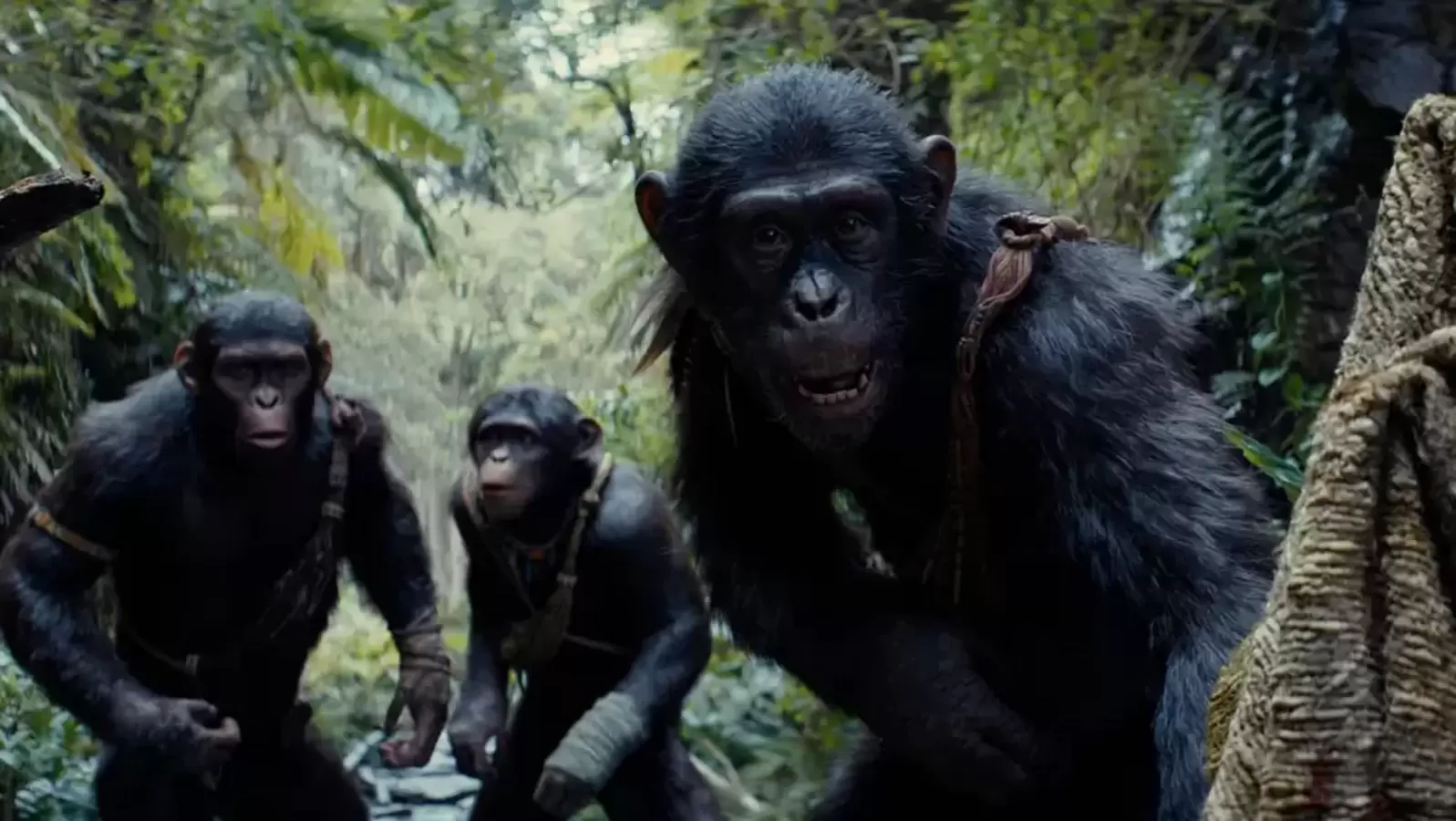 Empire of the Planet of the Apes dominates the box office in China and Korea;  Grossed $129 million globally