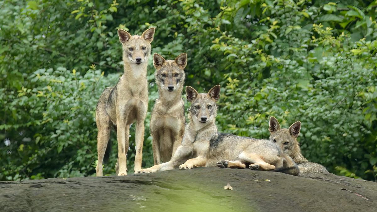 Wildlife lover captures the amazing life of jackals in a short glimpse